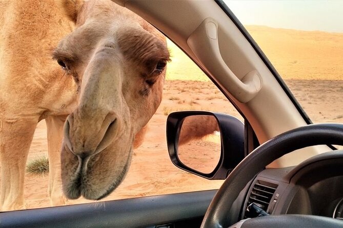 Private Full Day Tour Desert Dunes, Camels, and Wadi Bani Khalid - Additional Information