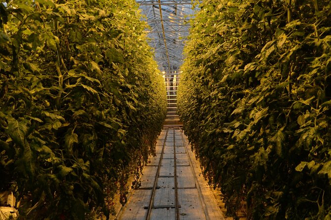 Private Golden Circle and Friðheimar Tomato Farm Lunch - Pricing and Booking