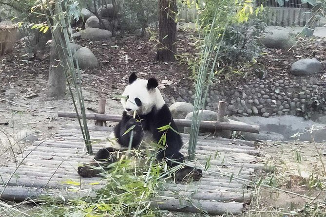 Private Half-Day Chengdu Panda Base Tour - Cancellation Policy and Reservation Options