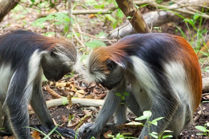 Private Jozani Forest Tour With Spice Farm Experience - Booking and Cancellation Policy