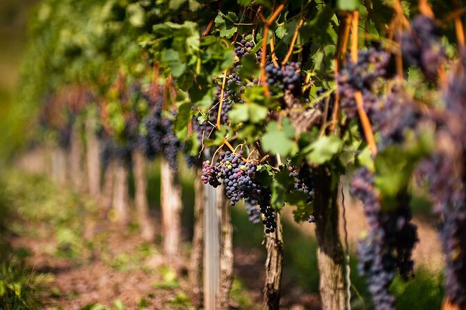 Private Lavish Wine Tour Visiting Emponas, Kritinia and Pataludes Wine Producers - Booking Process and Tips