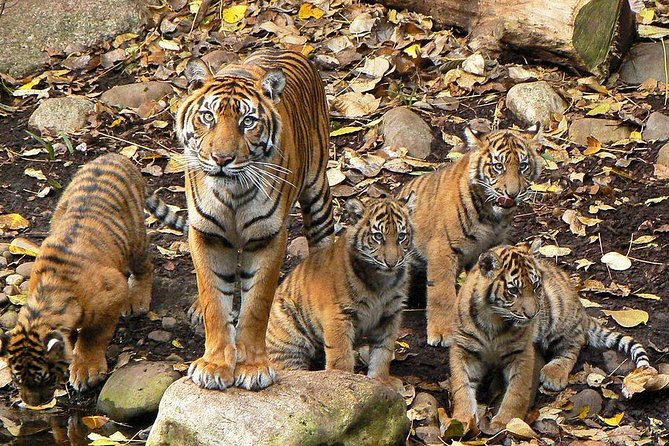 Private Ranthambore Wildlife Safari Tour From Delhi - The Sum Up