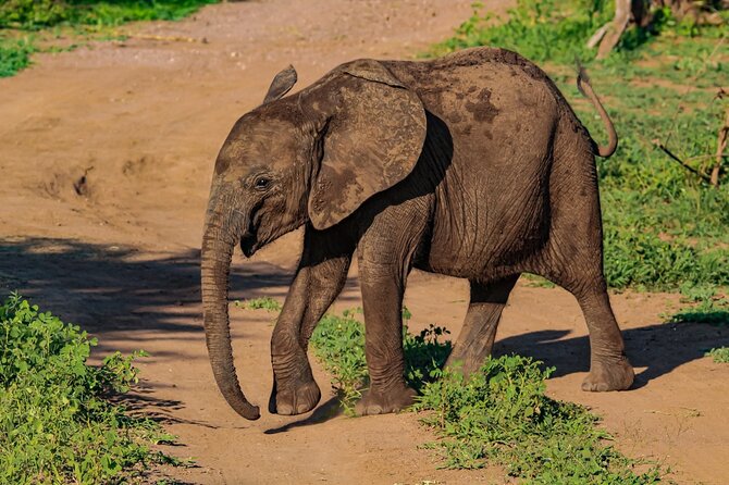 Private Safari Game Drive With Gin Tonic Special Occasion Drive - Cancellation Policy