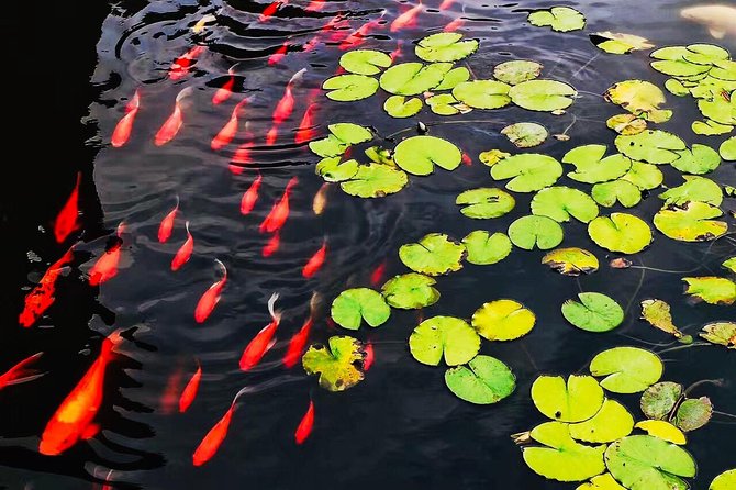 Private Shanghai Water Town Tour From Shanghai Cruise Port - Tour Directions