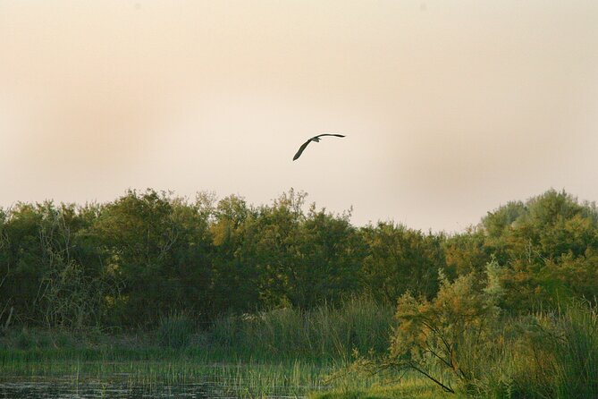 Private Shaumari Wildlife Experience and Overnight at Azraq Wetland Reserve. - Lowest Price Guarantee
