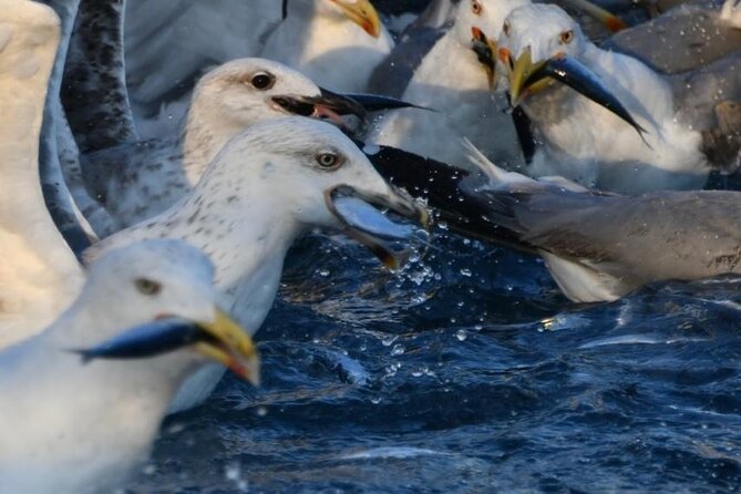 Private Sunrise Dolphin Watching With Drinks in Rovinj - Directions