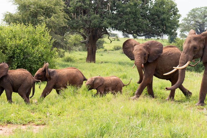Private Tarangire National Park Day Tour - Cancellation Policy