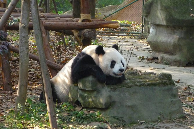 Private Tour: 3-Night Sichuan Explore From Chengdu to Leshan and Mt Emei - Highlights