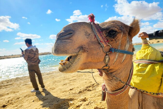Private Tour Faiyum Oasis - Inclusions and Exclusions
