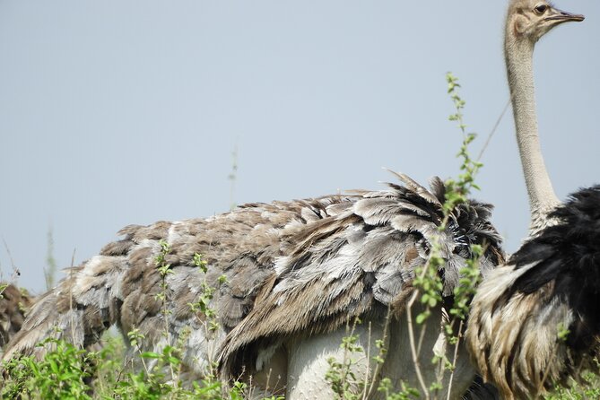 Private Tour Nairobi National Park & Giraffe Centre - Operated by Wasili Kenya Safaris