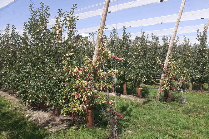 Private Tour Swiss Fields Farm and Lake Experience Near Geneva - Frequently Asked Questions