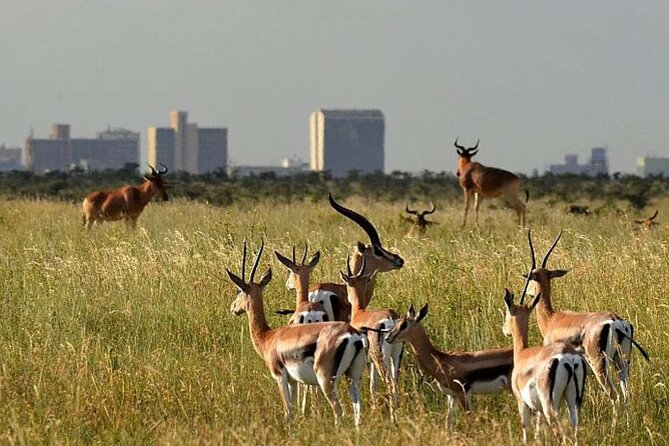 Private Tour to Nairobi National Park and the Karen Blixen Museum - Directions