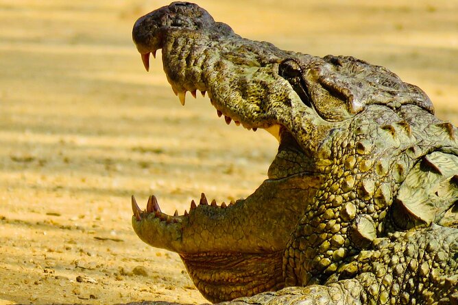 Private Yala National Park Leopard Safari From Galle