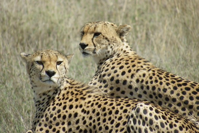 Pumba Tanzania Safari - Price and Cancellation Policy