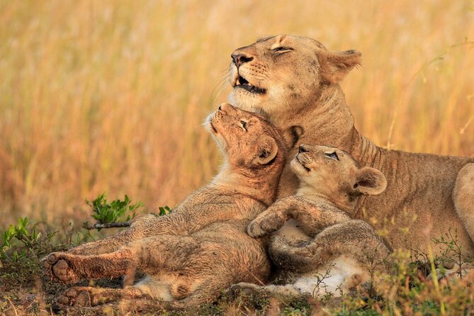 Rhino and Lion Park Safari Tour - Departure and Return