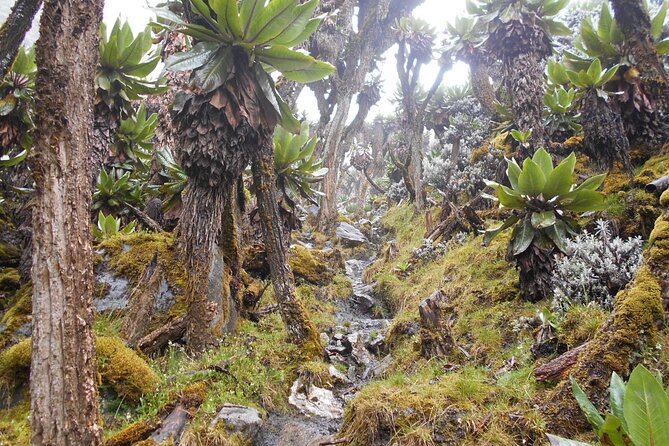 Rwenzori Mountains Hike- Kilembe Route 10 Days - Booking Details