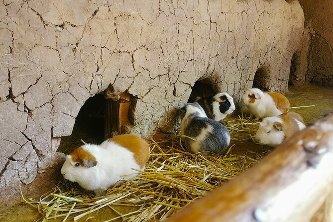 Sacred Valley Of The Inkas With Maras & Moray 1 Day Tour Cusco - Price and Booking Information