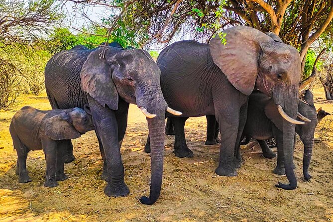 Safari Game Drive 3 Hours in Victoria Falls - Additional Information