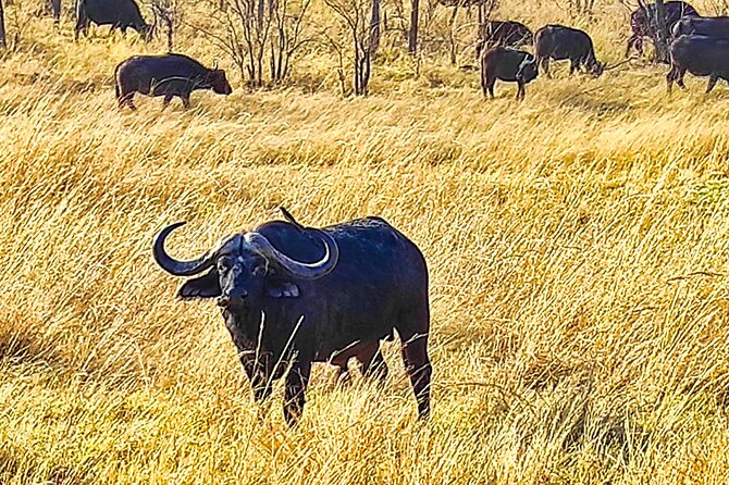 Safari Game Drive in National Park, Zimbabwe - Wildlife Encounters