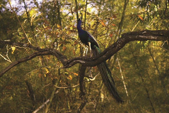 Safari in Bandhavgarh, Kanha, Pench & Tadoba National Parks - Safety and Weather Considerations