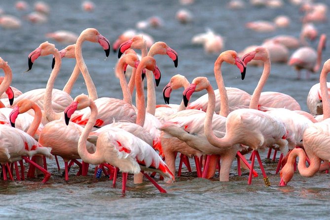 Safari in Selous: 02 Night 03 Days Safari – Full Board - Meals Included