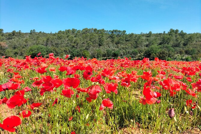 Safari in Vibrant Marseille and Wine Tour in Sainte Victoire - Booking Flexibility