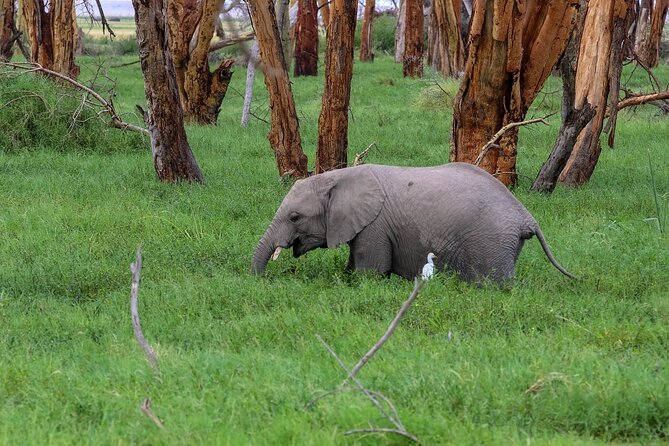 Safari to Amboseli National Park Group Day Tour - Traveler Requirements