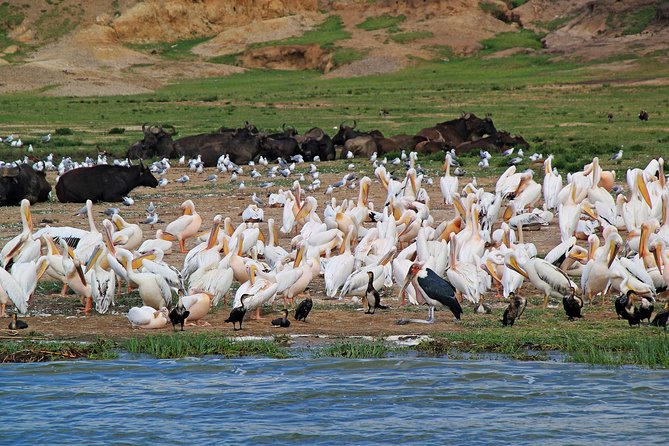 Safari to Kibaale Forest, Queen Elizabeth and Lake Mburo National Parks - Queen Elizabeth National Park
