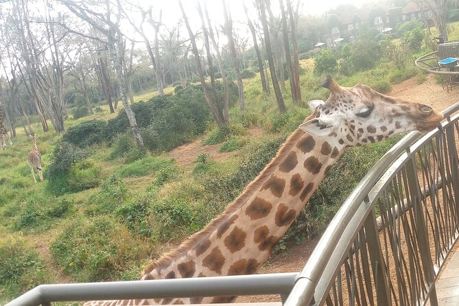 Safari Trip: Karen Blixen, Giraffe Center, Nairobi National Park - Frequently Asked Questions