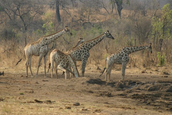 Safari With High Tea in Chamabondo National Park in 4x4 Jeep - Booking Details and Policies