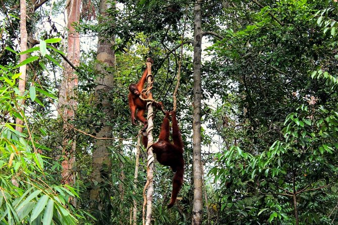 Semenggoh Orangutan With Rainforest Kayaking From Kuching - The Sum Up