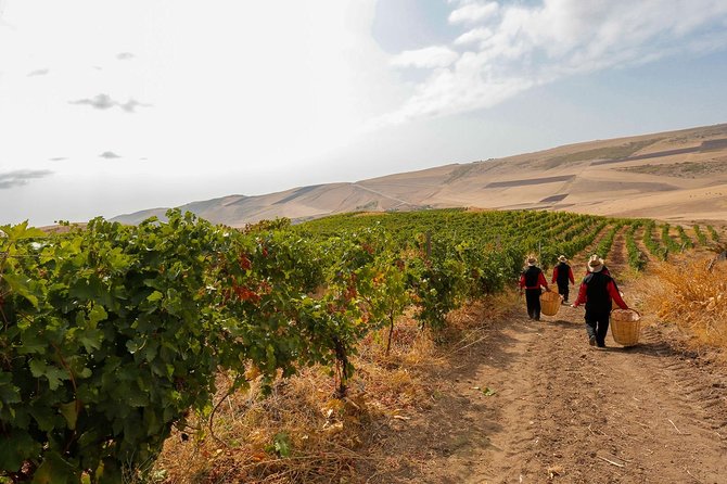 Shamakhi Wine Tour - What To Expect