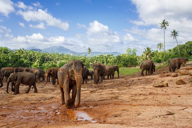 Sigiriya Rock and Wild Elephant Safari From Negombo - Booking Information
