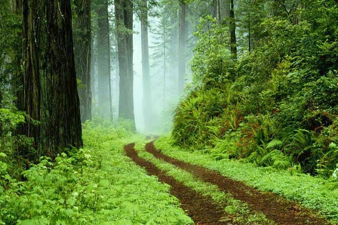 Sinharaja Rain Forest Tour From Bentota - Cancellation Policy Details