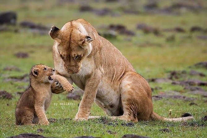 Six Days Big Five Safari - Traveler Requirements