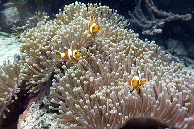 Snorkeling and Island Hopping Tour in Karimunjawa - Meeting and End Points