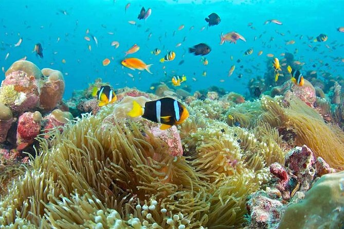 Snorkeling at Blue Lagoon and The Rock Restaurant - Activity Highlights