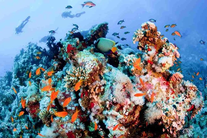 Snorkeling Day Tour by Boat to Ras Muhammad and the White Island - Pricing and Booking Flexibility