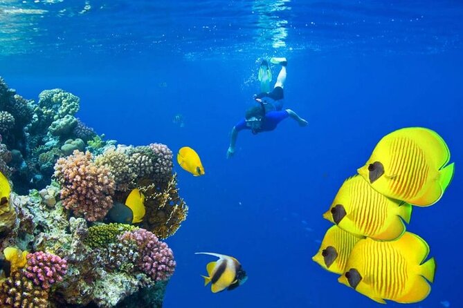 Snorkeling Trip With Dolphin at Samadai by VIP Boat-Marsa Alam - Important Reminders