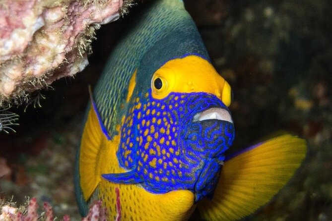 Spice Tour, Blue Lagoon, Starfish Tour, Rock Restaurant, Kuza Cave, Paje Beach - Activities at Paje Beach