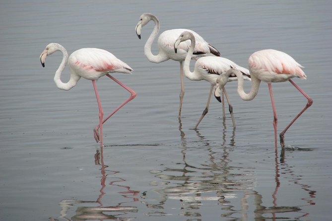 Summer Safari Package to Africa - Adventure Highlights