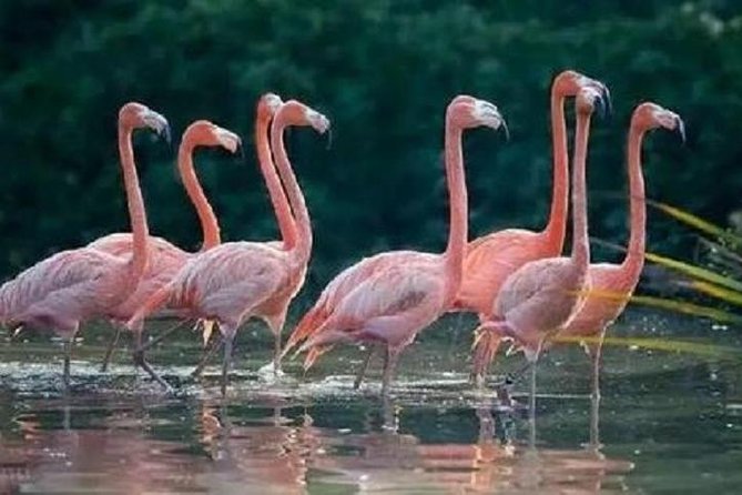 Sunflower Garden and Wild Bird Wetland Park Private Tour - Price and Booking Details
