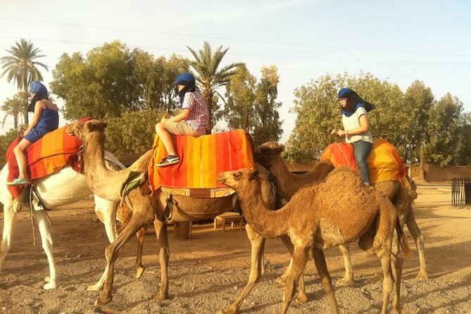 Sunset Camel Ride in the Palmeraie Oasis - Maximum Travelers and Operator