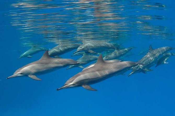 Swimming Close to Dolphins and Banana Boat - Operator Information