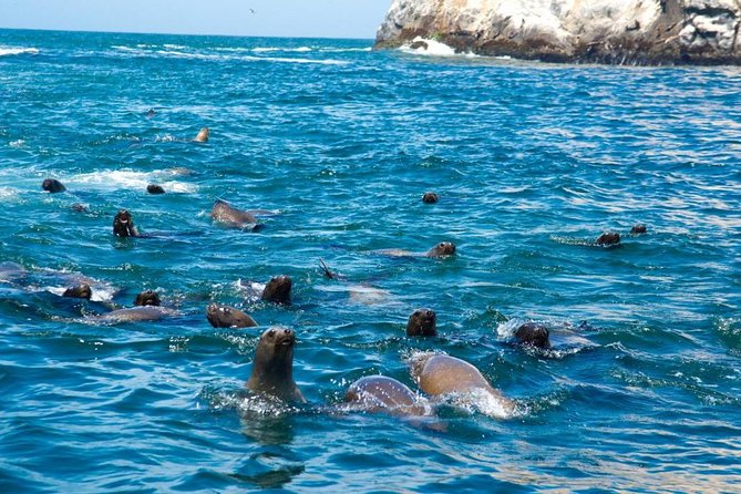 Swimming With Sea Lions in Lima - Booking Process and Tips
