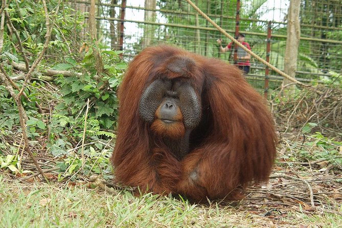 Taiping & Orang Utan Island Day Tour From Kuala Lumpur - Pricing