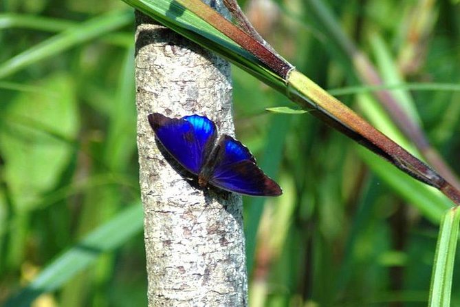 Tambopata National Reserve: Jungle and Adventure 4 Days - The Sum Up