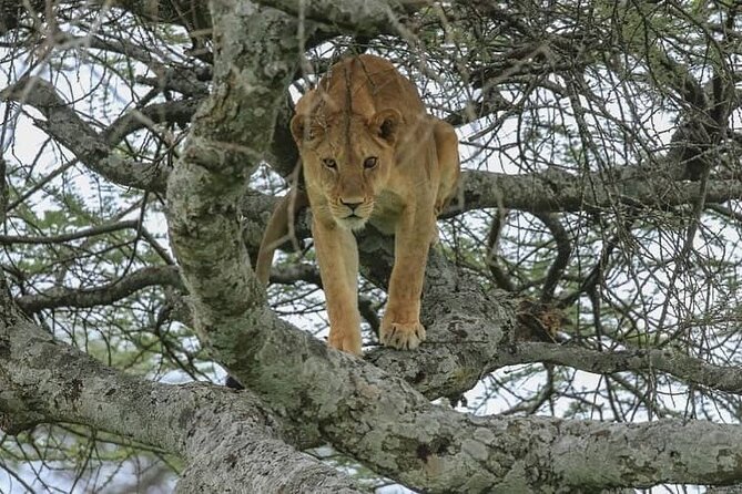 Tarangire National Park From Arusha Town Shared Day Tour - Directions and Important Considerations