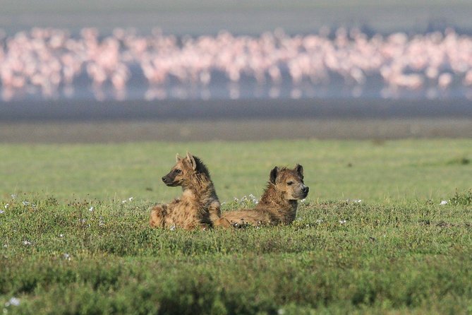 Tarangire & Ngorongoro Safari | 2 Days - Safety and Health Tips