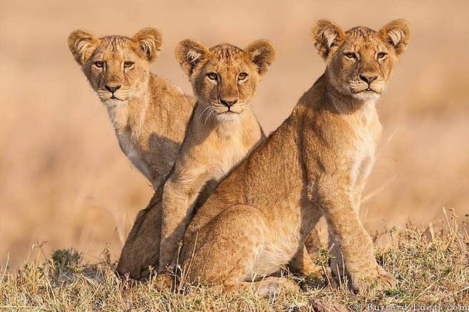 Tarangire, Serengeti, Ngorongoro, Lake Manyara National Park. - Accessibility Information